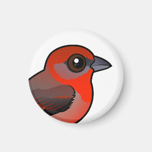 Imán Hepatic Tanager