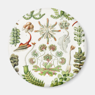 Imán Hepaticae Lebermoose por Ernst Haeckel