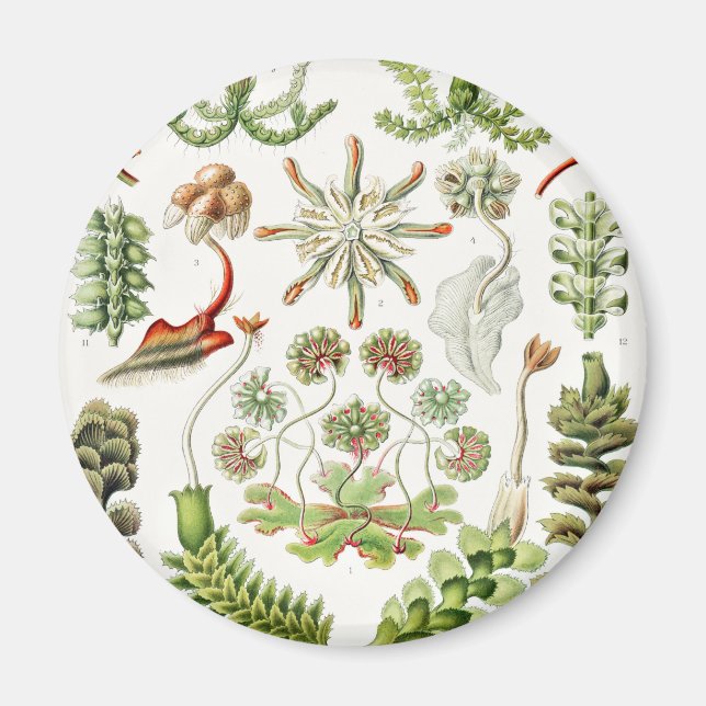 Imán Hepaticae Lebermoose por Ernst Haeckel (Frente)