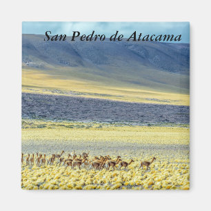 Imán Herd of Vicunas