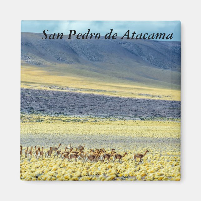 Imán Herd of Vicunas (Frente)