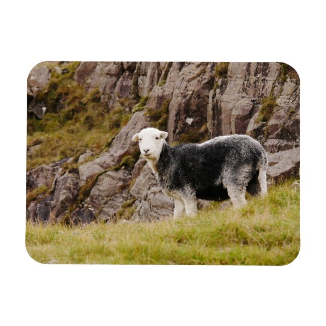 Imán Herdwick Sheep Magnet (Horizontal)