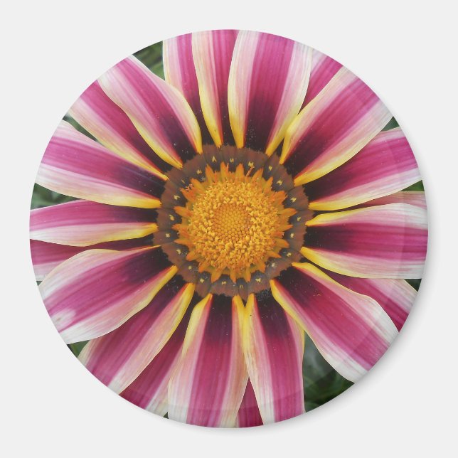 Imán Hereford (Frente)