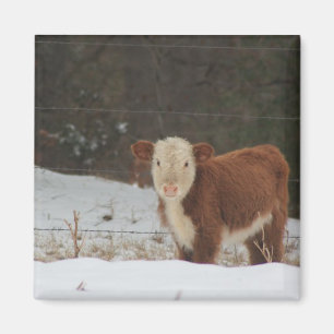 Imán Hereford Calf - Granja Rusa