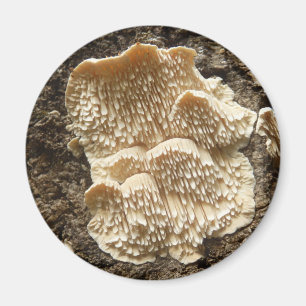 Imán Hericium cirrhatum Mushroom Magnet