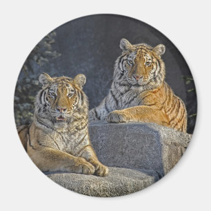 Imán Hermanas del tigre