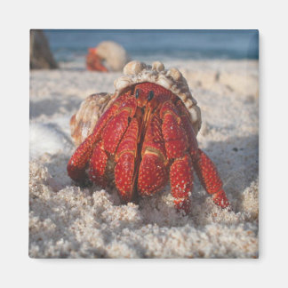 Imán Hermit Crab