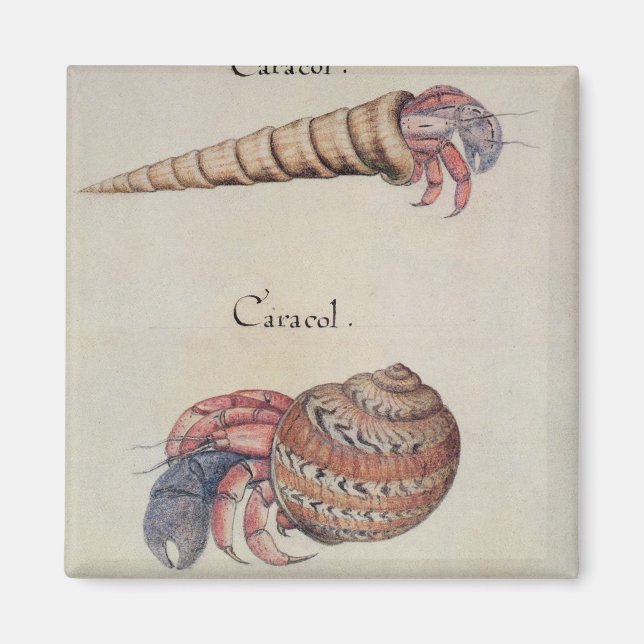 Imán Hermit Crab (Frente)