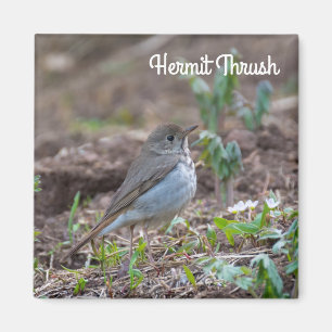 Imán Hermit Thrush