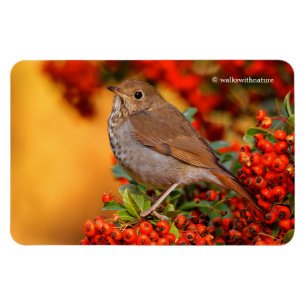 Imán Hermit Thrush Songbird en Scarlet Firethorn