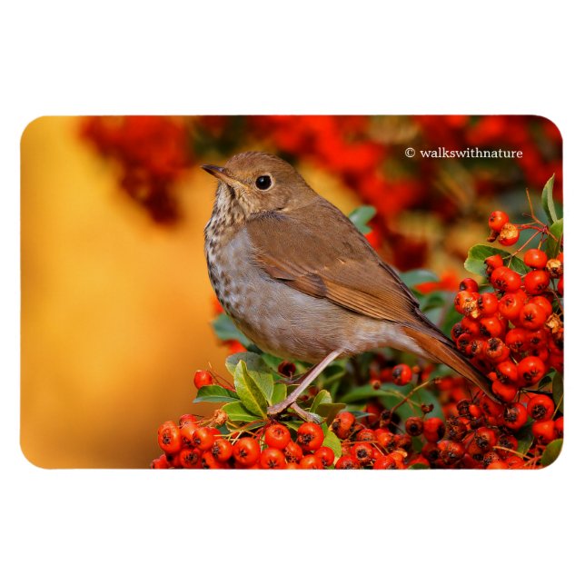 Imán Hermit Thrush Songbird en Scarlet Firethorn (Horizontal)