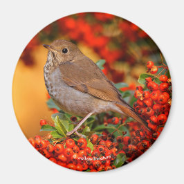 Imán Hermit Thrush Songbird en Scarlet Firethorn