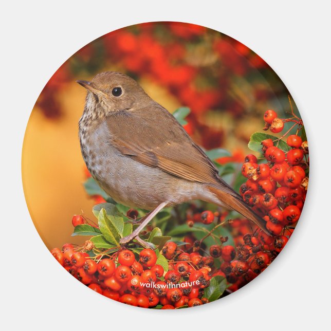Imán Hermit Thrush Songbird en Scarlet Firethorn (Frente)