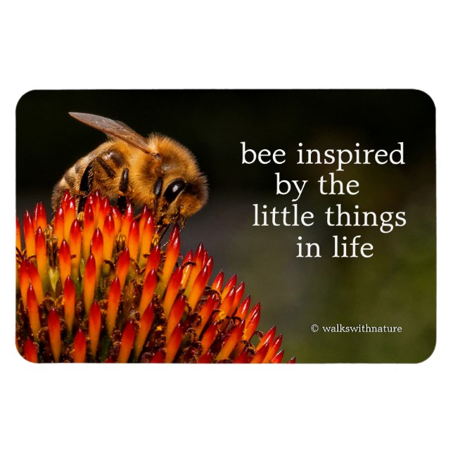 Imán Hermosa abeja de miel polinizando a la Conflor (Horizontal)