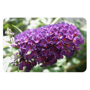 Imán Hermosa Buddleia Purple Flowers Premium Magnet
