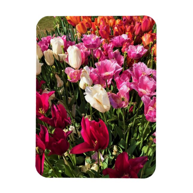 Imán Hermosa cama Tulip Garden, Oregón (Vertical)