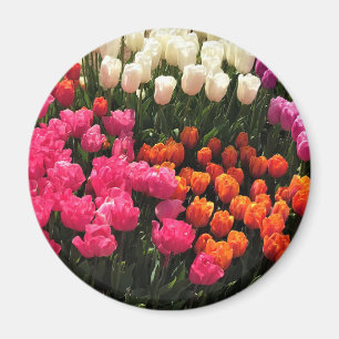 Imán Hermosa cama Tulip Garden, Oregón