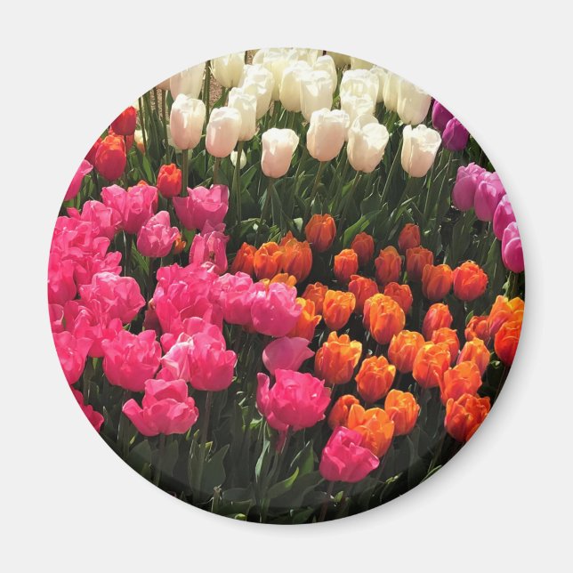 Imán Hermosa cama Tulip Garden, Oregón (Frente)