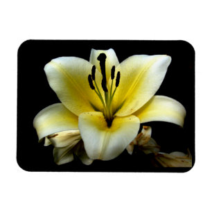 Imán Hermosa Elegante Amarillo sobre Flor Negra