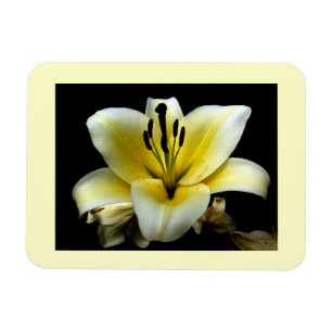 Imán Hermosa Elegante Amarillo sobre Flor Negra