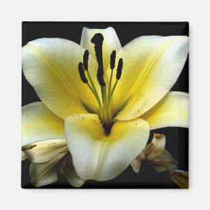 Imán Hermosa Elegante Amarillo sobre Flor Negra