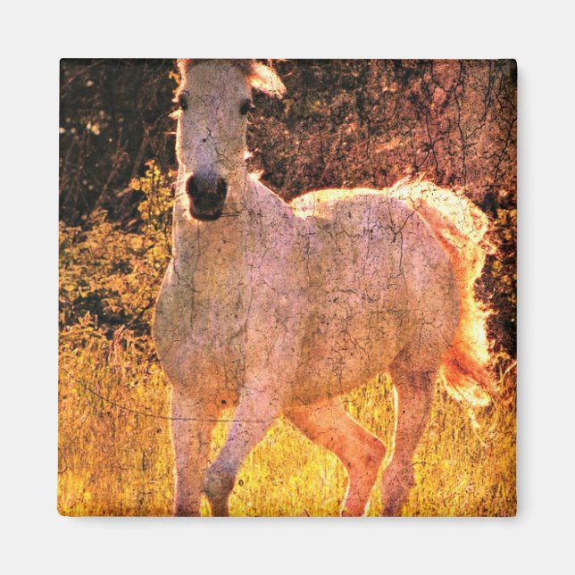 Imán Hermosa equina (Frente)