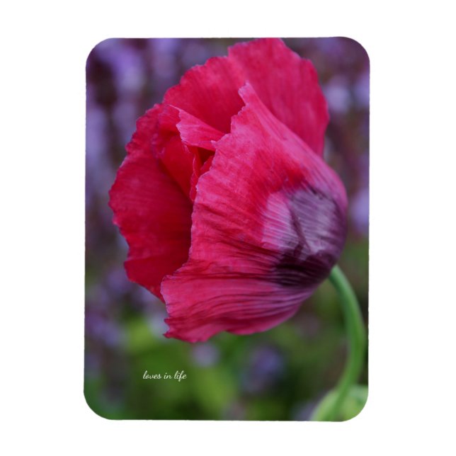 Imán Hermosa Flor de Amapola Rosa y Morada (Vertical)