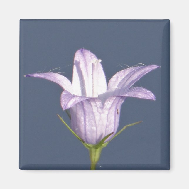 Imán Hermosa flor de campana azul (Frente)
