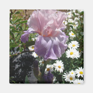 Imán Hermosa Flor de Iris Púrpura Foto floral