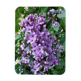 Imán Hermosa flor de lilo morado