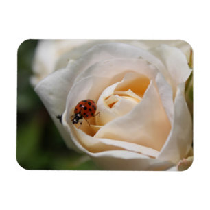 Imán hermosa flor de rosa blanca y mariquita