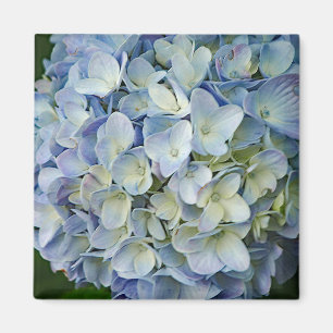 Imán Hermosa foto de las flores azules de Hydrangea