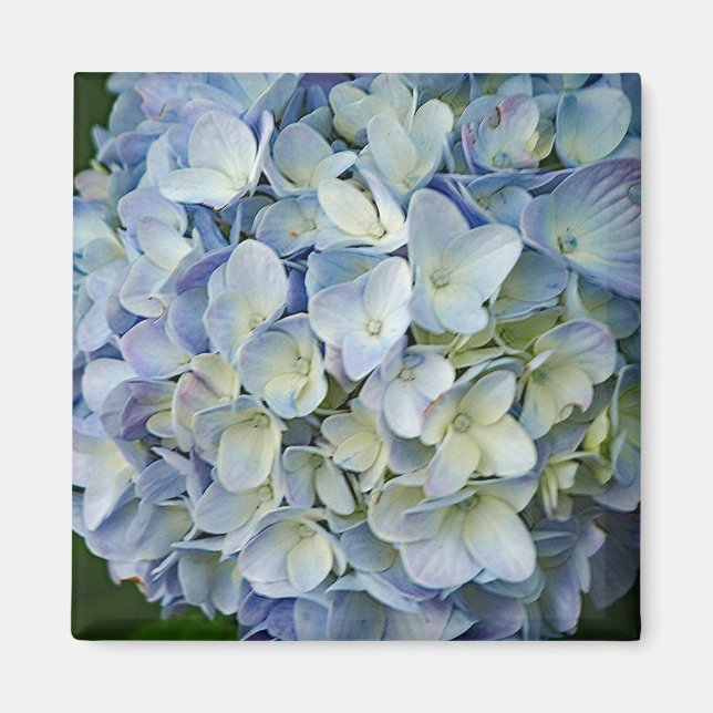 Imán Hermosa foto de las flores azules de Hydrangea (Frente)