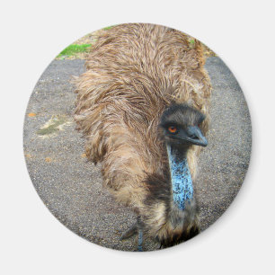 Imán Hermosa foto de pájaro azul Emu