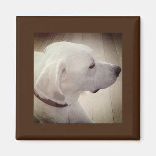 Imán Hermosa foto de perfil de perro