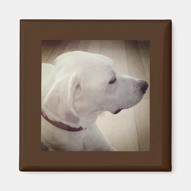 Imán Hermosa foto de perfil de perro (Frente)