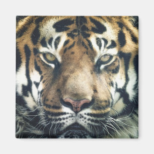 Imán Hermosa foto del rostro del tigre de Bengala