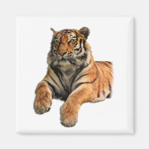 Imán Hermosa foto del tigre de Bengala y sus patas