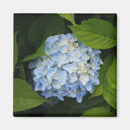Imán Hermosa foto floral de Hydrangea azul