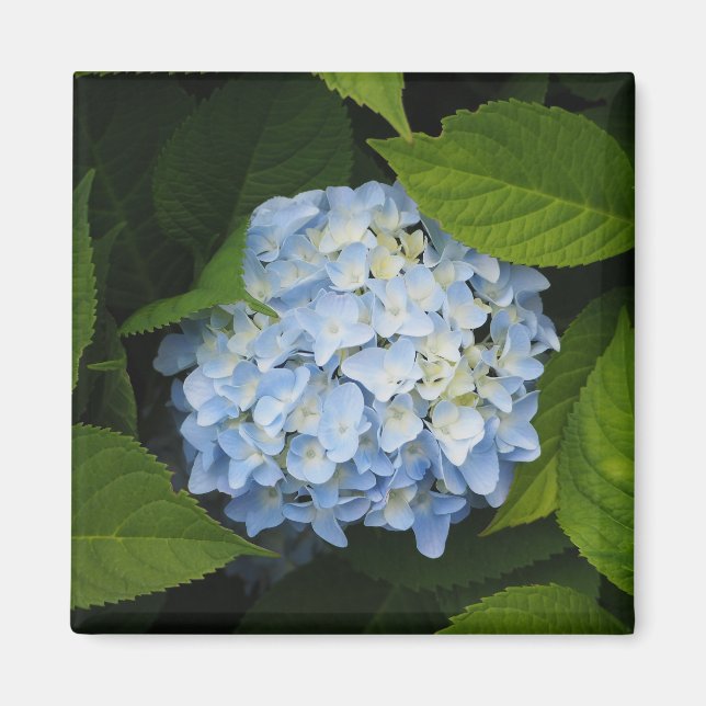 Imán Hermosa foto floral de Hydrangea azul (Frente)