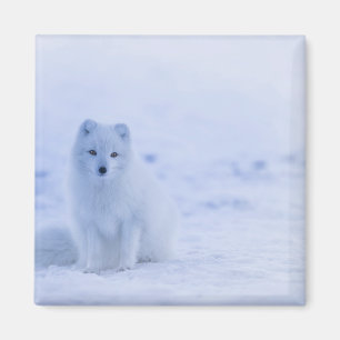 Imán Hermosa Fox Ártica