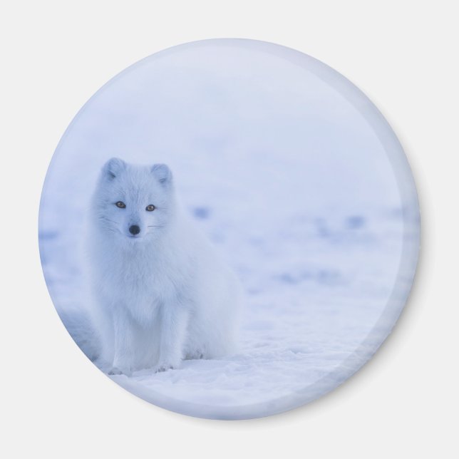 Imán Hermosa Fox Ártica (Frente)