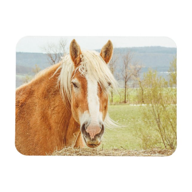 Imán Hermosa granja Palomino Horse Magnet (Horizontal)