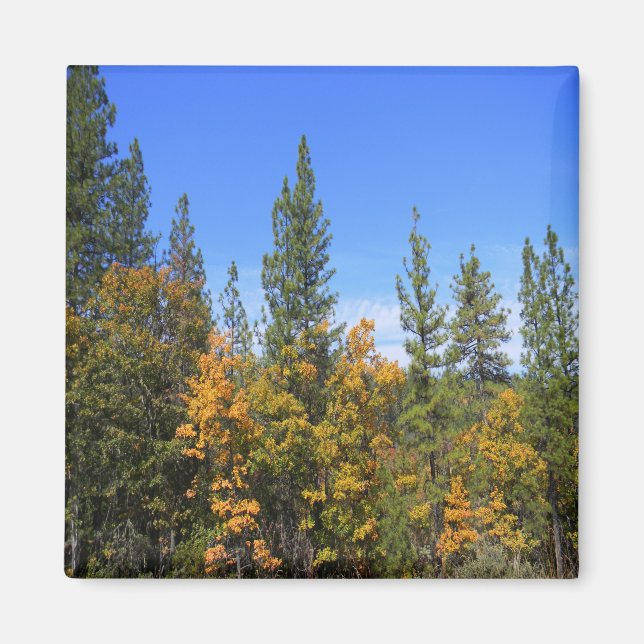 Imán Hermosa Hayfork, California... (Frente)