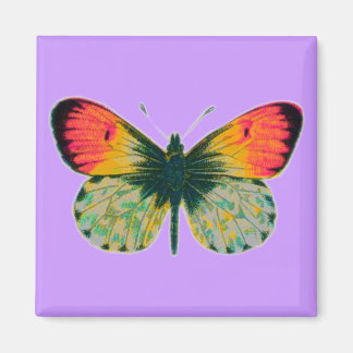 Imán Hermosa mariposa
