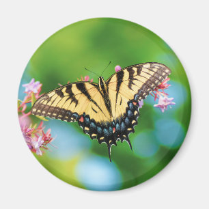 Imán Hermosa mariposa de cola Swalloween sobre flores d