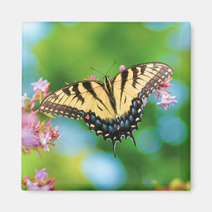 Imán Hermosa mariposa de cola Swalloween sobre flores d