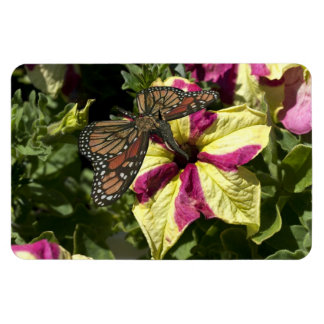 Imán Hermosa mariposa elefante
