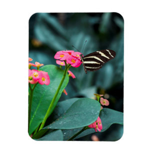 Imán Hermosa mariposa en una flor rosa