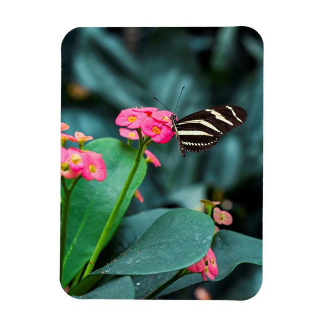 Imán Hermosa mariposa en una flor rosa (Vertical)